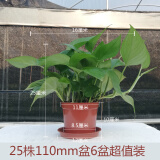 唯友  大绿萝盆栽室内水培绿植花卉吊兰绿箩植物长藤 110mm六盆超值装  含盆