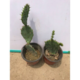 新鲜仙人掌绿色多肉植物盆栽可嫁接食用仙人掌米邦塔 原始仙人掌1棵 3片叶子以上 裸根不带土