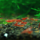听白阁观赏虾活水族宠物虾清洁虾草缸除藻虾工具虾淡水虾观赏虾运输包损 樱花虾1只(0.3-1.5cm)