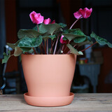 浩胜花盆 塑料  园艺塑料树脂敞口盆 加厚 敞口花盆 多肉花盆颜色随机 敞口 橘黄色 特大号 20*17.5*14.5