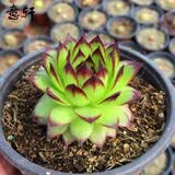意轩24款迷你仙人球 实生根 懒人易养护 仙人掌科多肉盆栽多肉植物 观音莲