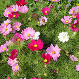 逸棵波斯菊种子格桑花卉种向日葵四季开花阳台盆栽庭院植物种子花草 波斯菊混色 1斤