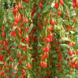 意轩 枸杞苗果树苗枸杞黑枸杞红枸杞苗盆栽地栽果树苗木枸杞当年结果 红枸杞6年苗【当年结果多多】