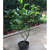 含笑苗 芳香花卉盆栽苗 含笑树苗 阳台庭院室内 办公室盆栽浓香绿植清香木盆栽 常春藤绿植 4年苗花多 不含盆