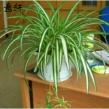 意轩吊兰绿植盆栽室内苗木室内盆栽垂吊花卉植物花卉盆栽土培水培植物 金心吊兰整盆苗4-6棵