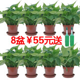 唯友  大绿萝盆栽室内水培绿植花卉吊兰绿箩植物长藤 11厘米花盆25株8盆超值装  含盆