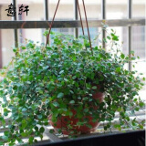 意轩吊兰绿植盆栽室内苗木室内盆栽垂吊花卉植物花卉盆栽土培水培植物 千叶吊兰整盆苗