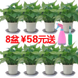 唯友  大绿萝盆栽室内水培绿植花卉吊兰绿箩植物长藤 11厘米花盆25株8盆超值装+喷壶  含盆