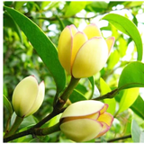 含笑苗 芳香花卉盆栽苗 含笑树苗 阳台庭院室内 办公室盆栽浓香绿植清香木盆栽 常春藤绿植 3年苗当年开花 不含盆