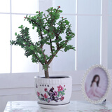 家中有果桌面花卉绿植盆栽 造型盆景 金枝玉叶  多肉植物盆景 陶瓷+金枝玉叶树形 不含盆