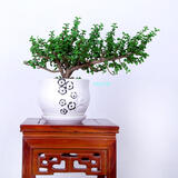 家中有果桌面花卉绿植盆栽 造型盆景 金枝玉叶  多肉植物盆景 梅花陶瓷盆含金枝玉叶 不含盆
