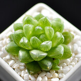 若绿一元多肉 24款多肉植物 室内多肉组合盆栽 迷你创意多肉 玉露 不含盆