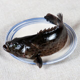 海鲜颂冷冻石斑鱼龙胆石斑鱼海鱼海鲜水产鱼类火锅食材清蒸年夜饭龙趸鱼 2条-500-600g/条