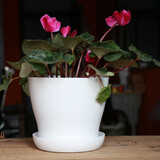 浩胜花盆 塑料  园艺塑料树脂敞口盆 加厚 敞口花盆 多肉花盆颜色随机 敞口 白色 中号 14*12*10CM