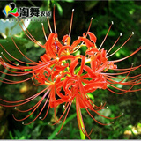 心头肉 彼岸花种球 庭院盆栽 石蒜花种球 花卉种子四季种植 朱砂