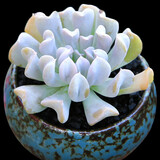 若绿一元多肉 24款多肉植物 室内多肉组合盆栽 迷你创意多肉 特玉莲 不含盆