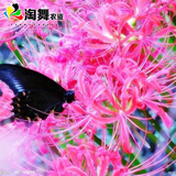心头肉 彼岸花种球 庭院盆栽 石蒜花种球 花卉种子四季种植 梅花
