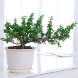 家中有果桌面花卉绿植盆栽 造型盆景 金枝玉叶  多肉植物盆景 米黄色塑料盆含金枝玉叶 不含盆