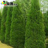 淘舞 塔柏树苗四季青墓地扫墓松树苗松柏侧柏桧柏柏树宝塔松苗 蜀桧1.5-1.6米高