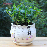 沃绣 常青绿植盆栽盆景 新房装修办公家居展览摆放阳台庭院悬挂吊兰植物 金鱼吊兰6株 含塑料花盆+土