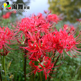 心头肉 彼岸花种球 庭院盆栽 石蒜花种球 花卉种子四季种植 红运