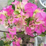 百芳缘三角梅树苗花卉四季开花重瓣绿化攀缘植物盆景精品盆栽地栽叶子花 娜莎 5年苗可以当年开花