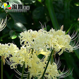心头肉 彼岸花种球 庭院盆栽 石蒜花种球 花卉种子四季种植 佛语