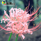 淘舞 彼岸花种球 庭院盆栽 石蒜花种球 花卉种子四季种植 异地情