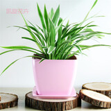 沃绣 常青绿植盆栽盆景 新房装修办公家居展览摆放阳台庭院悬挂吊兰植物 金边吊兰3株 含塑料花盆+土