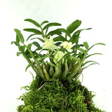 米之缘正宗霍山石斛苗米斛苗鲜条枫斗龙头凤尾九大仙草超铁皮石斛矮胖种子多肉绿植兰花鲜花盆