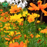 逸棵波斯菊种子格桑花卉种向日葵四季开花阳台盆栽庭院植物种子花草 硫华菊 混色 1斤