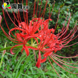 淘舞 彼岸花种球 庭院盆栽 石蒜花种球 花卉种子四季种植 红颜