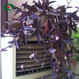 沃绣 常青绿植盆栽盆景 新房装修办公家居展览摆放阳台庭院悬挂吊兰植物 紫罗兰3株 不含盆