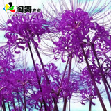 淘舞 彼岸花种球 庭院盆栽 石蒜花种球 花卉种子四季种植 紫罗兰