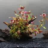 云峰海瑞水草活体懒人草鱼缸造景活体水草套餐鱼缸水草有茎类中后景真水草 红玫瑰沉木三头