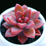 若绿 24款新品多肉植物 艾伦白牡丹小熊童子肉肉桌面小绿植 创意组合盆景 DIY组合多肉盆 姬胧月 裸根不含盆