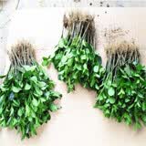 纾畅大叶黄杨冬青苗日本北海道黄杨苗石楠庭阳台绿化行道树绿篱篱笆苗 冬青床苗100棵