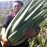 心头肉 库拉索芦荟苗盆栽 多肉植物 室内 盆栽绿植 库拉索【3年苗】