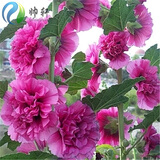 帅轩  蜀葵种子盆栽地载美国阳台易种蜀葵花种子花卉种子  30粒 紫色蜀葵 S