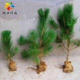 旭力 黑松苗盆景的素材黑松树苗黑松小苗 黑松20-30cm
