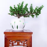 家中有果桌面花卉绿植盆栽 造型盆景 金枝玉叶  多肉植物盆景 竹叶陶瓷盆含金枝玉叶 含盆