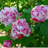 锦枫（jinfeng）月季花苗  藤本月季花苗 欧月藤大花浓香爬藤植物绿植盆栽花卉 抓破美人脸 4年苗