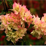 百芳缘三角梅树苗花卉四季开花重瓣绿化攀缘植物盆景精品盆栽地栽叶子花 三色定巾 5年苗可以当年开花