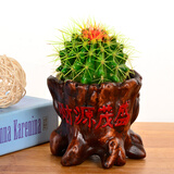 若绿金琥仙人球盆栽套装办公室内桌面绿植彩色多肉植物源头直发包邮 金琥 财源茂盛