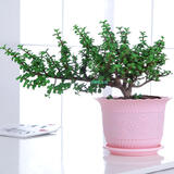 家中有果桌面花卉绿植盆栽 造型盆景 金枝玉叶  多肉植物盆景 粉红色塑料盆含金枝玉叶 不含盆