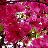 百芳缘三角梅树苗花卉四季开花重瓣绿化攀缘植物盆景精品盆栽地栽叶子花 舞沙之梦 6年苗枝叶茂盛推荐购买