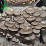 花e流 食用菌棒菌种菌包平菇食用蘑菇农产品蘑菇菌种植多肉植物阳台 秀珍菇袋装
