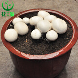 花e流 食用菌棒菌种菌包平菇食用蘑菇农产品蘑菇菌种植多肉植物阳台 双孢菇袋装