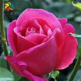 旭力 玫瑰大花苗四季开花大花绿植物盆栽花卉观花庭院阳台月季 亚克力