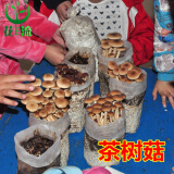 花e流 食用菌棒菌种菌包平菇食用蘑菇农产品蘑菇菌种植多肉植物阳台 茶树菇袋装